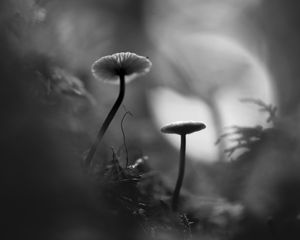 Preview wallpaper mushrooms, grass, plants, macro, bw