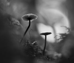 Preview wallpaper mushrooms, grass, plants, macro, bw