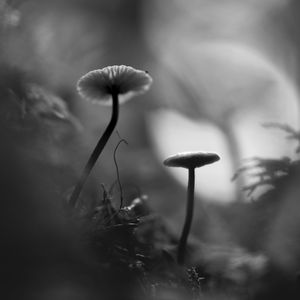 Preview wallpaper mushrooms, grass, plants, macro, bw