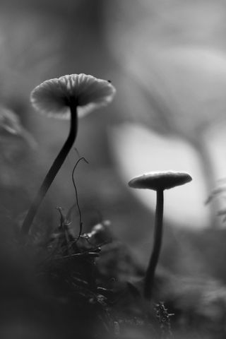 320x480 Wallpaper mushrooms, grass, plants, macro, bw