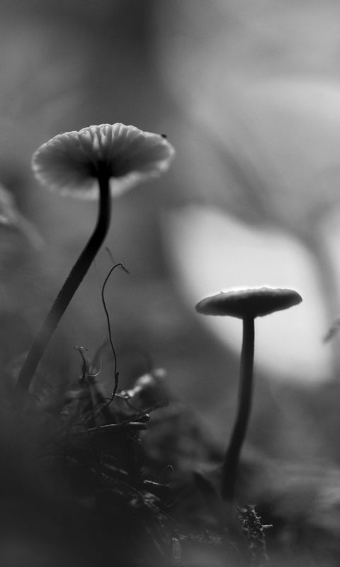 480x800 Wallpaper mushrooms, grass, plants, macro, bw