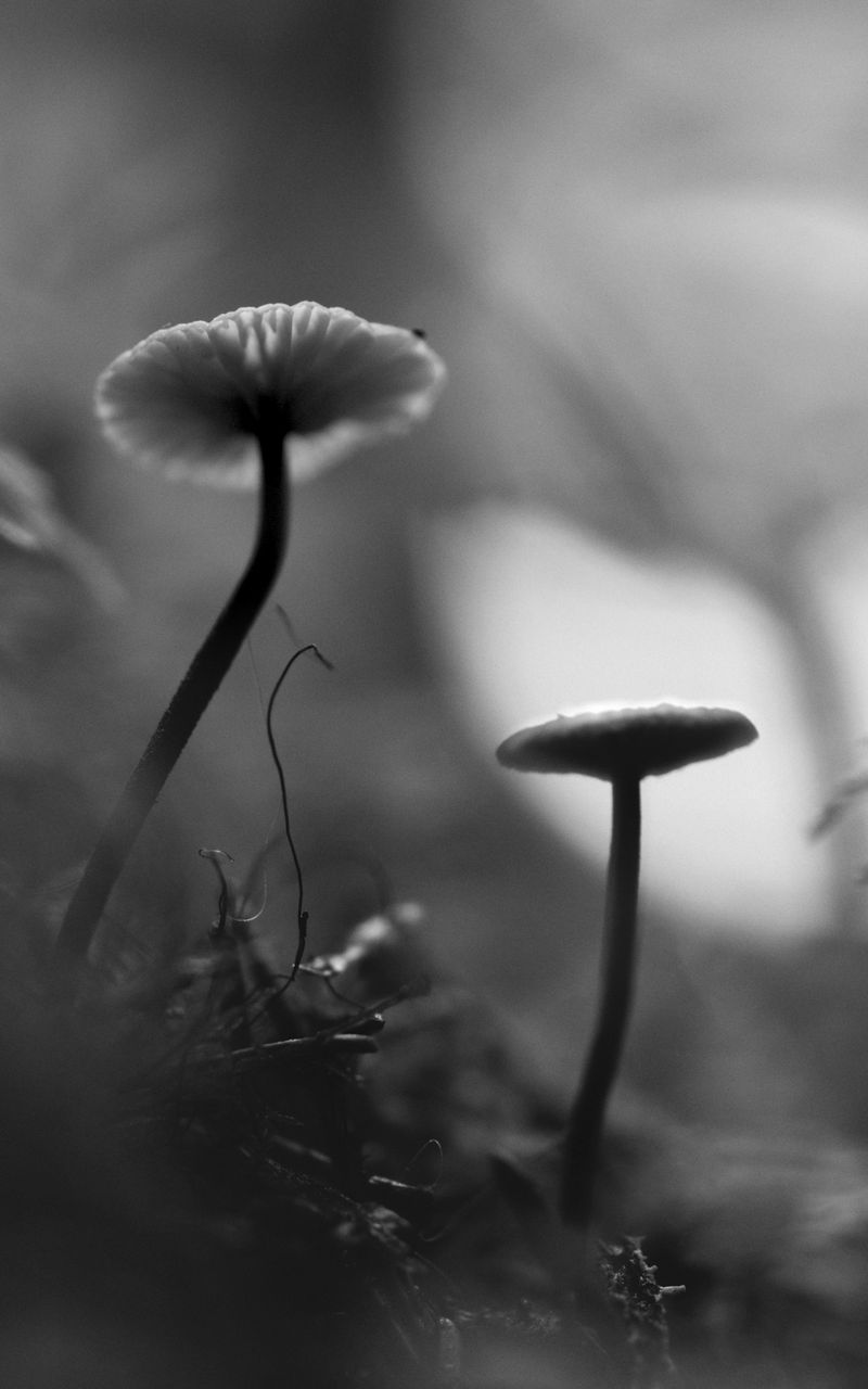 800x1280 Wallpaper mushrooms, grass, plants, macro, bw