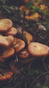 Preview wallpaper mushrooms, leaves, grass
