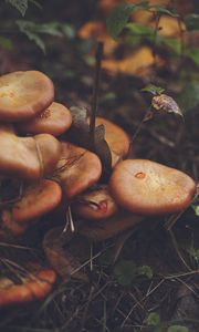 Preview wallpaper mushrooms, leaves, grass