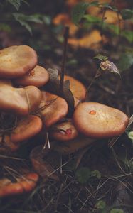 Preview wallpaper mushrooms, leaves, grass