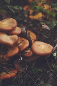 Preview wallpaper mushrooms, leaves, grass