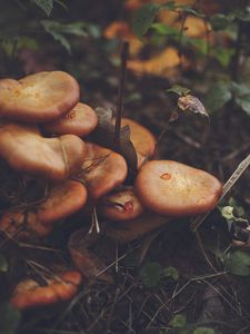 Preview wallpaper mushrooms, leaves, grass