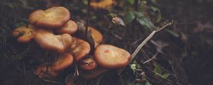 Preview wallpaper mushrooms, leaves, grass