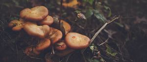 Preview wallpaper mushrooms, leaves, grass