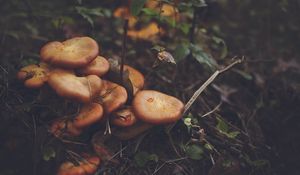 Preview wallpaper mushrooms, leaves, grass