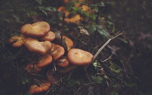 Preview wallpaper mushrooms, leaves, grass