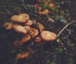 Preview wallpaper mushrooms, leaves, grass