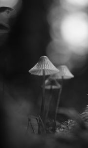 Preview wallpaper mushrooms, macro, black and white, blur