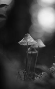 Preview wallpaper mushrooms, macro, black and white, blur