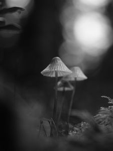 Preview wallpaper mushrooms, macro, black and white, blur