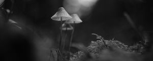 Preview wallpaper mushrooms, macro, black and white, blur