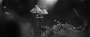 Preview wallpaper mushrooms, macro, black and white, blur