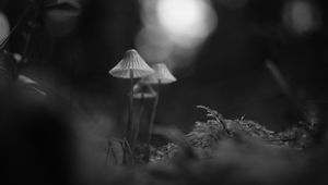 Preview wallpaper mushrooms, macro, black and white, blur