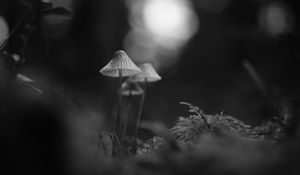 Preview wallpaper mushrooms, macro, black and white, blur