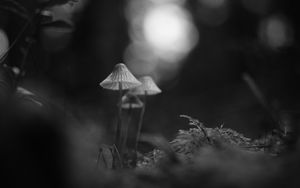 Preview wallpaper mushrooms, macro, black and white, blur