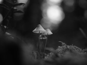 Preview wallpaper mushrooms, macro, black and white, blur