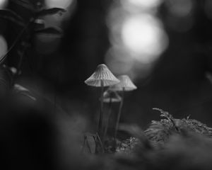 Preview wallpaper mushrooms, macro, black and white, blur