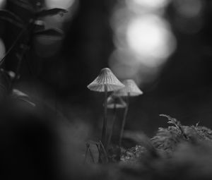 Preview wallpaper mushrooms, macro, black and white, blur