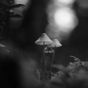 Preview wallpaper mushrooms, macro, black and white, blur