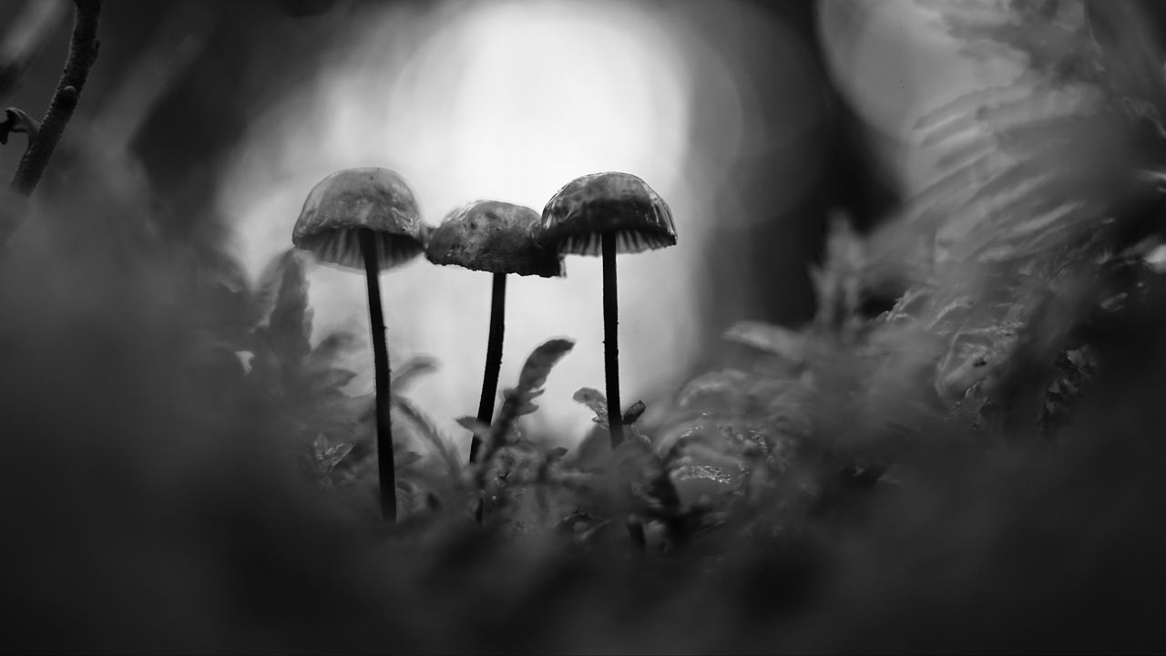 Wallpaper mushrooms, macro, black and white, blur, moss