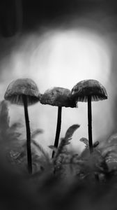 Preview wallpaper mushrooms, macro, black and white, blur, moss