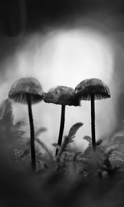 Preview wallpaper mushrooms, macro, black and white, blur, moss