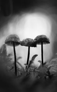 Preview wallpaper mushrooms, macro, black and white, blur, moss