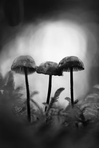 Preview wallpaper mushrooms, macro, black and white, blur, moss