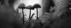 Preview wallpaper mushrooms, macro, black and white, blur, moss