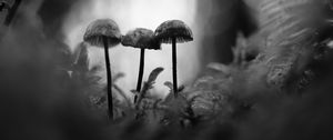 Preview wallpaper mushrooms, macro, black and white, blur, moss