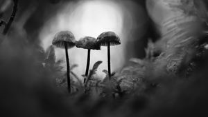 Preview wallpaper mushrooms, macro, black and white, blur, moss