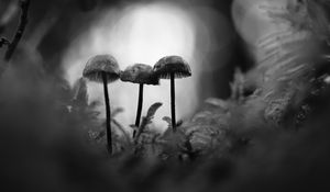 Preview wallpaper mushrooms, macro, black and white, blur, moss