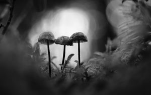 Preview wallpaper mushrooms, macro, black and white, blur, moss