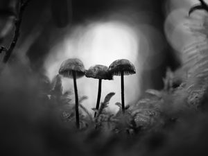 Preview wallpaper mushrooms, macro, black and white, blur, moss