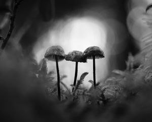 Preview wallpaper mushrooms, macro, black and white, blur, moss