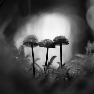 Preview wallpaper mushrooms, macro, black and white, blur, moss