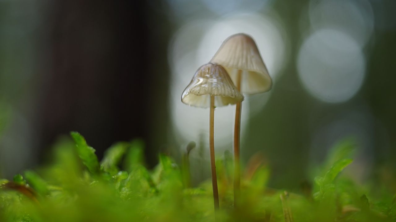 Wallpaper mushrooms, macro, blur, moss