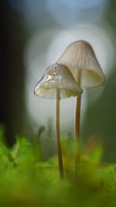 Preview wallpaper mushrooms, macro, blur, moss