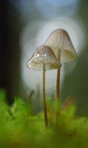 Preview wallpaper mushrooms, macro, blur, moss