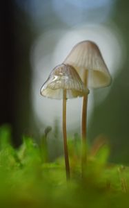 Preview wallpaper mushrooms, macro, blur, moss