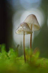 Preview wallpaper mushrooms, macro, blur, moss