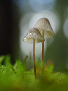 Preview wallpaper mushrooms, macro, blur, moss