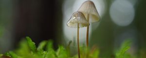 Preview wallpaper mushrooms, macro, blur, moss