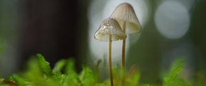 Preview wallpaper mushrooms, macro, blur, moss