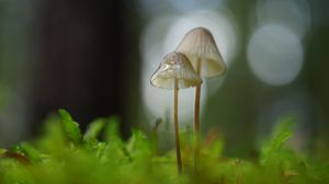 Preview wallpaper mushrooms, macro, blur, moss